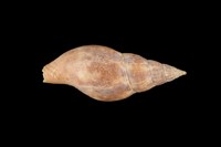 藏品(火燄峨螺)的圖片